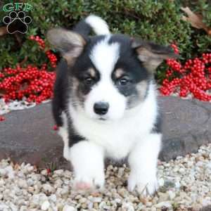 Rylie Zach, Pembroke Welsh Corgi Puppy