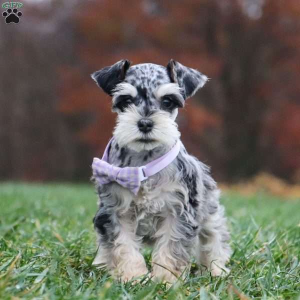 Sadie, Miniature Schnauzer Puppy