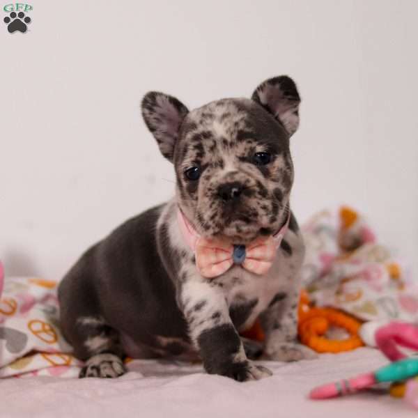 Sage, French Bulldog Puppy