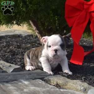 Sage, English Bulldog Puppy