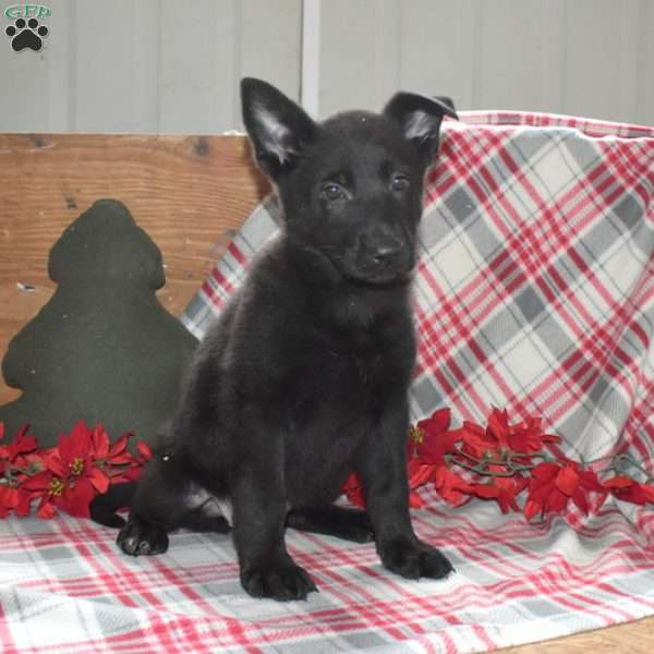 Sage, German Shepherd Puppy