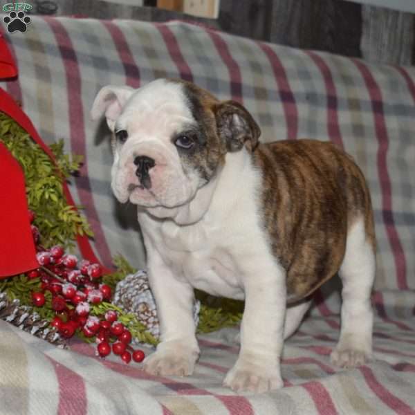 Sage, English Bulldog Puppy