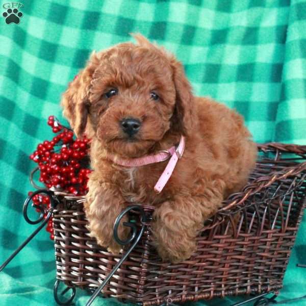 Sage, Miniature Poodle Puppy