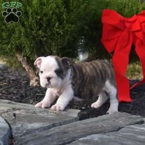 Sage, English Bulldog Puppy