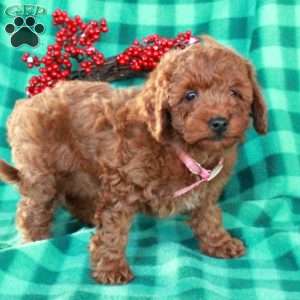 Sage, Miniature Poodle Puppy