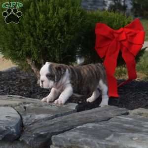 Sage, English Bulldog Puppy