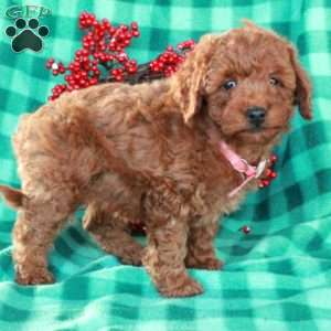 Sage, Miniature Poodle Puppy