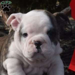 Sage, English Bulldog Puppy