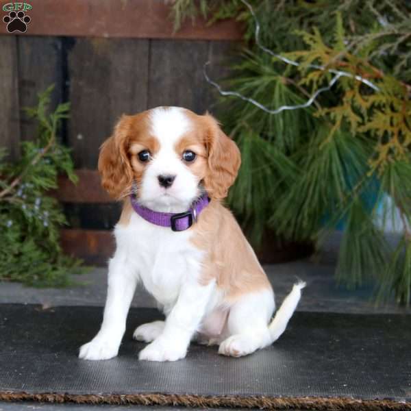 Sage, Cavalier King Charles Spaniel Puppy