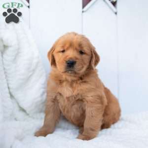 Saige, Golden Retriever Puppy