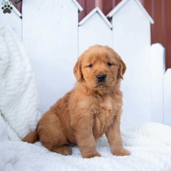 Saige, Golden Retriever Puppy