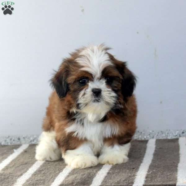 Sally, Shih Tzu Puppy