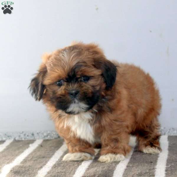 Sam, Shih Tzu Puppy