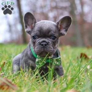 Sammie, French Bulldog Puppy