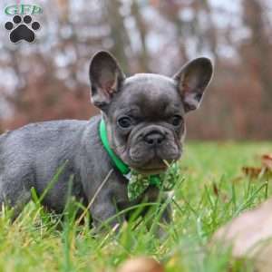 Sammie, French Bulldog Puppy