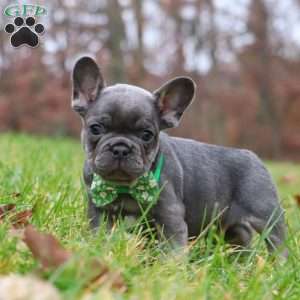 Sammie, French Bulldog Puppy