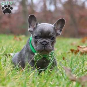 Sammie, French Bulldog Puppy