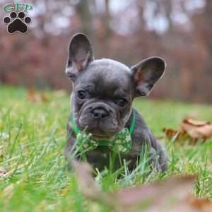 Sammie, French Bulldog Puppy