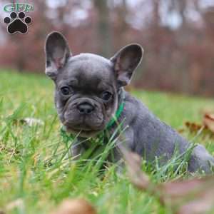 Sammie, French Bulldog Puppy