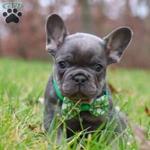 Sammie, French Bulldog Puppy