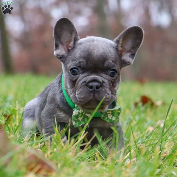 Sammie, French Bulldog Puppy