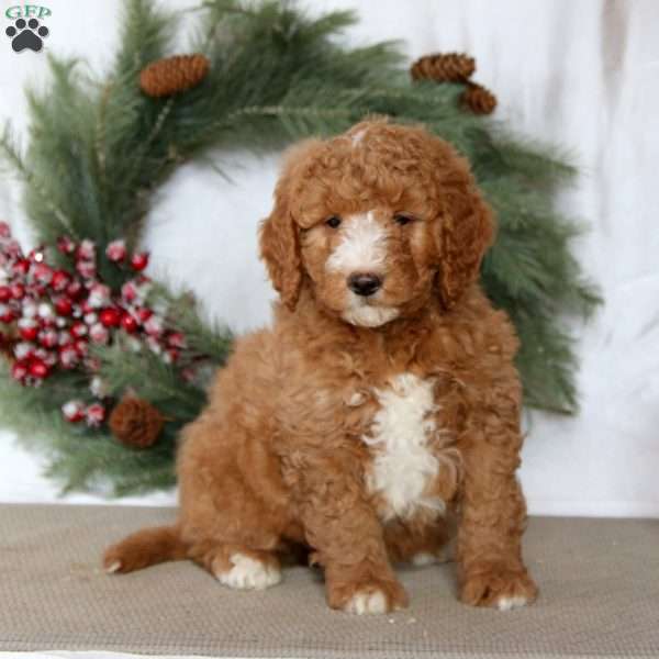 Sammy, Mini Goldendoodle Puppy