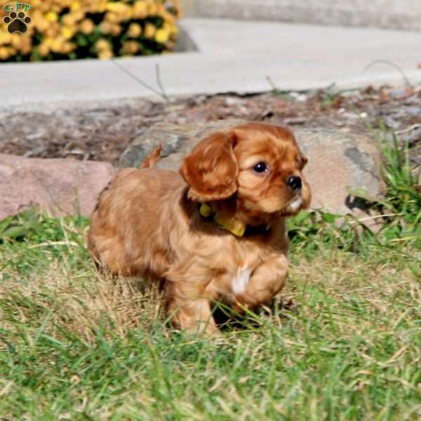 Sammy, Cavalier King Charles Spaniel Puppy