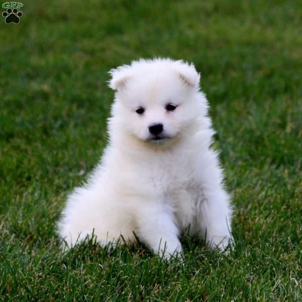 Sammy, Samoyed Puppy