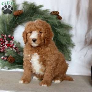 Sammy, Mini Goldendoodle Puppy