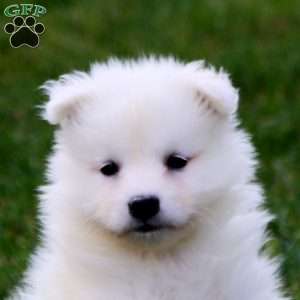 Sammy, Samoyed Puppy