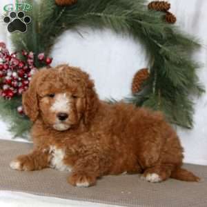 Sammy, Mini Goldendoodle Puppy