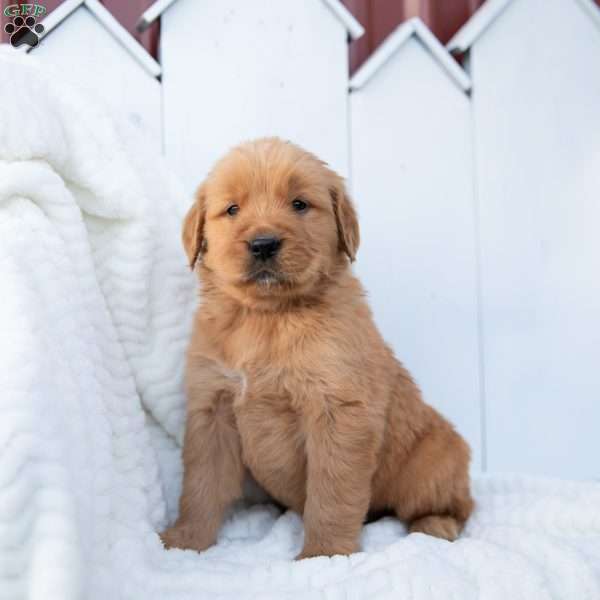 Samson, Golden Retriever Puppy