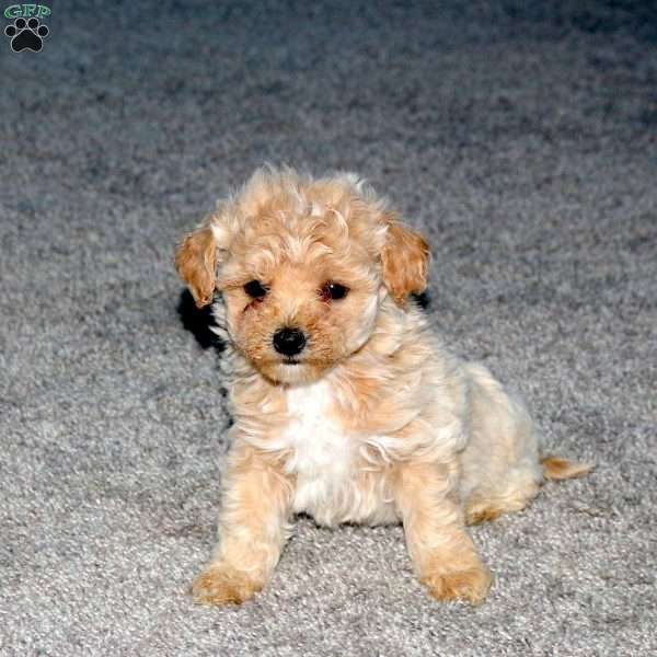 Sandy, Maltipoo Puppy