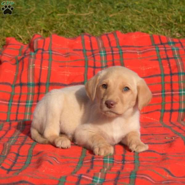 Sandy, Labradoodle Puppy