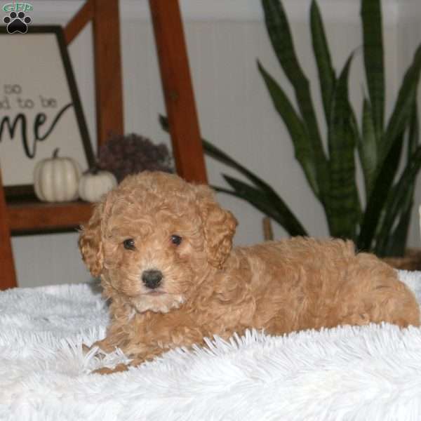 Sandy, Cavapoo Puppy