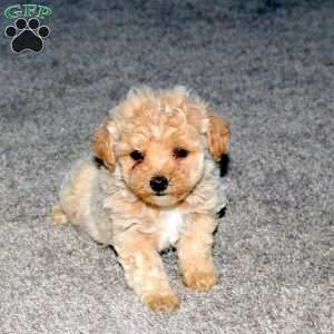 Sandy, Maltipoo Puppy