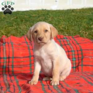 Sandy, Labradoodle Puppy