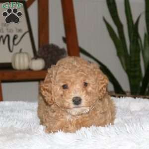 Sandy, Cavapoo Puppy