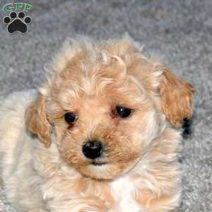 Sandy, Maltipoo Puppy