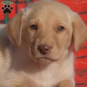 Sandy, Labradoodle Puppy