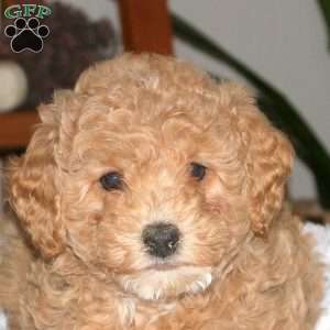 Sandy, Cavapoo Puppy