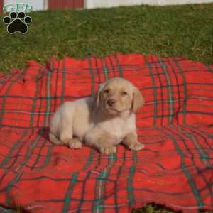 Sandy, Labradoodle Puppy