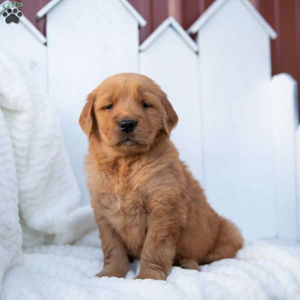 Sara, Golden Retriever Puppy