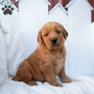 Sara, Golden Retriever Puppy