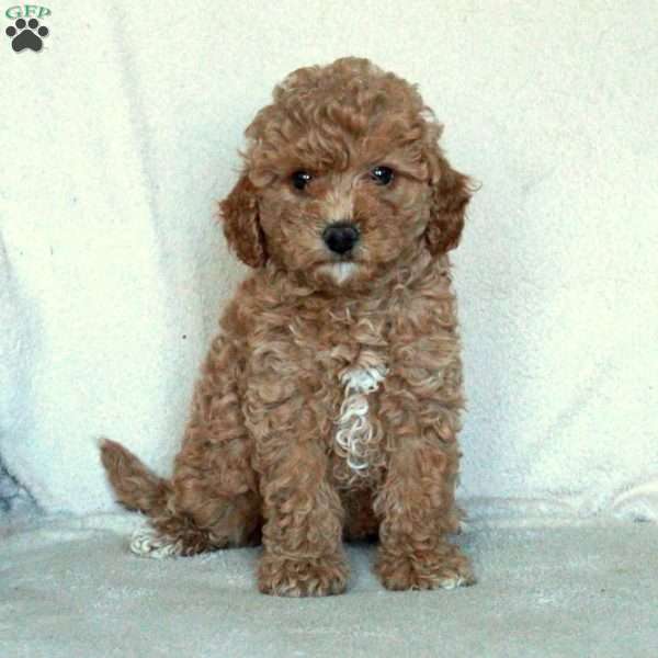 Sarah, Miniature Poodle Puppy