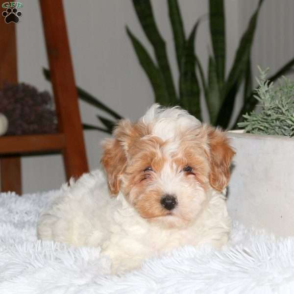 Sarah, Cavapoo Puppy