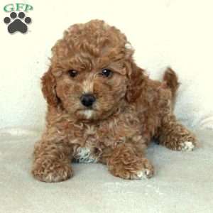 Sarah, Miniature Poodle Puppy