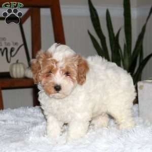 Sarah, Cavapoo Puppy