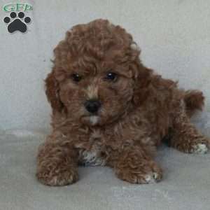 Sarah, Miniature Poodle Puppy