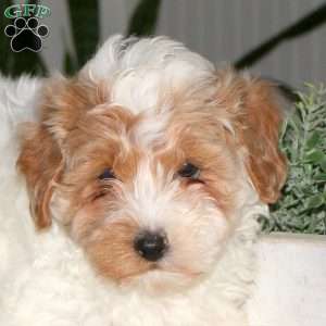 Sarah, Cavapoo Puppy